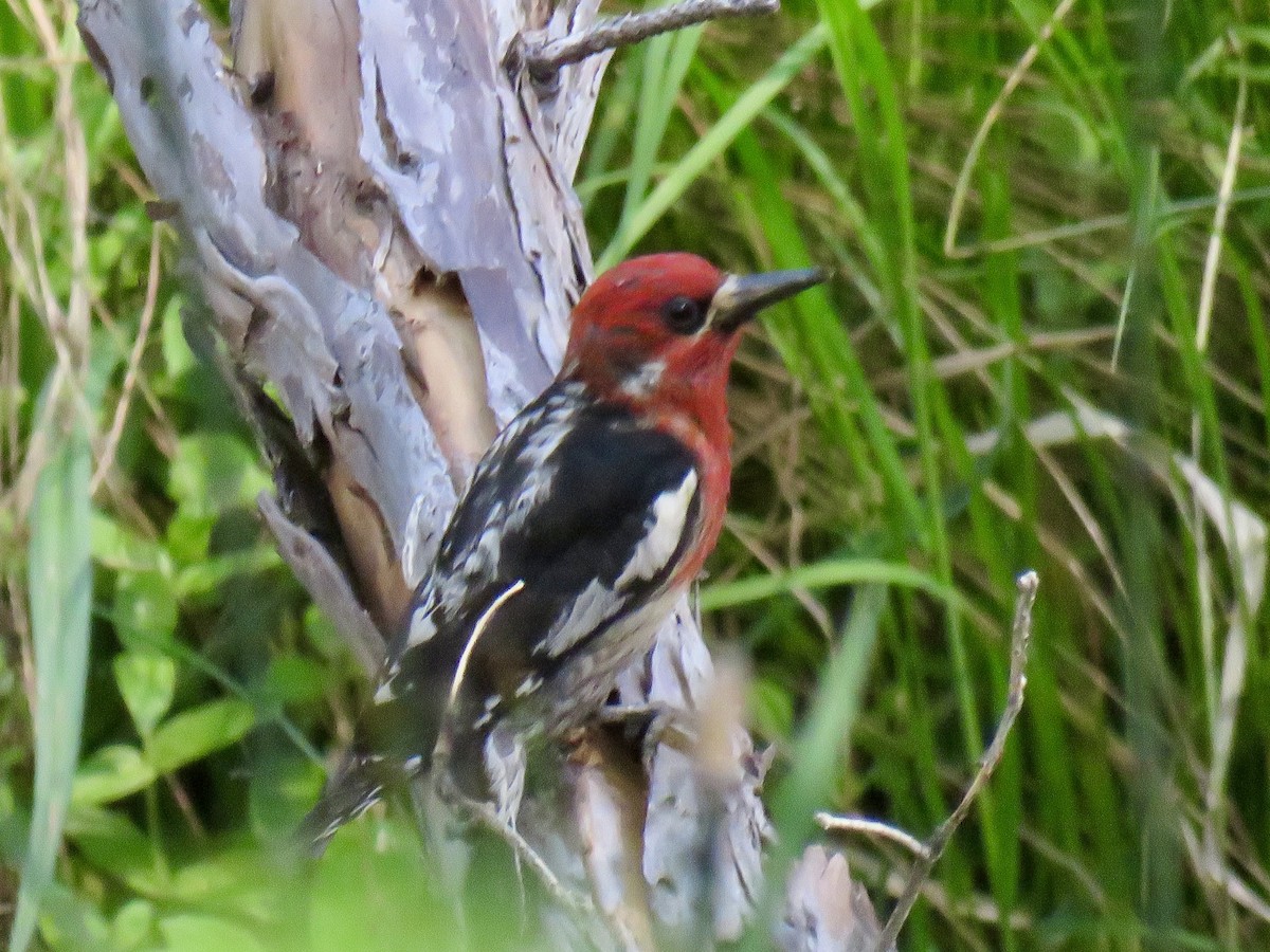 Red-breasted Sapsucker - ML620357234