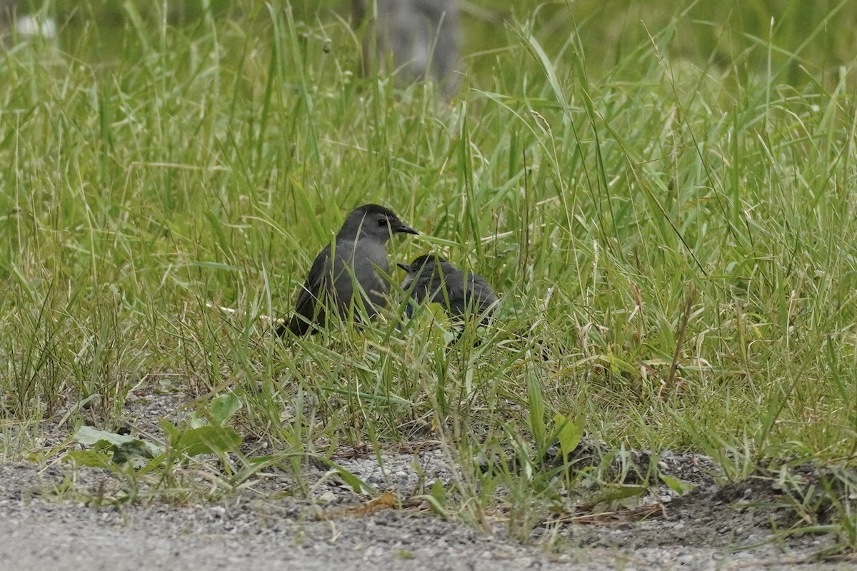 Gray Catbird - ML620357235