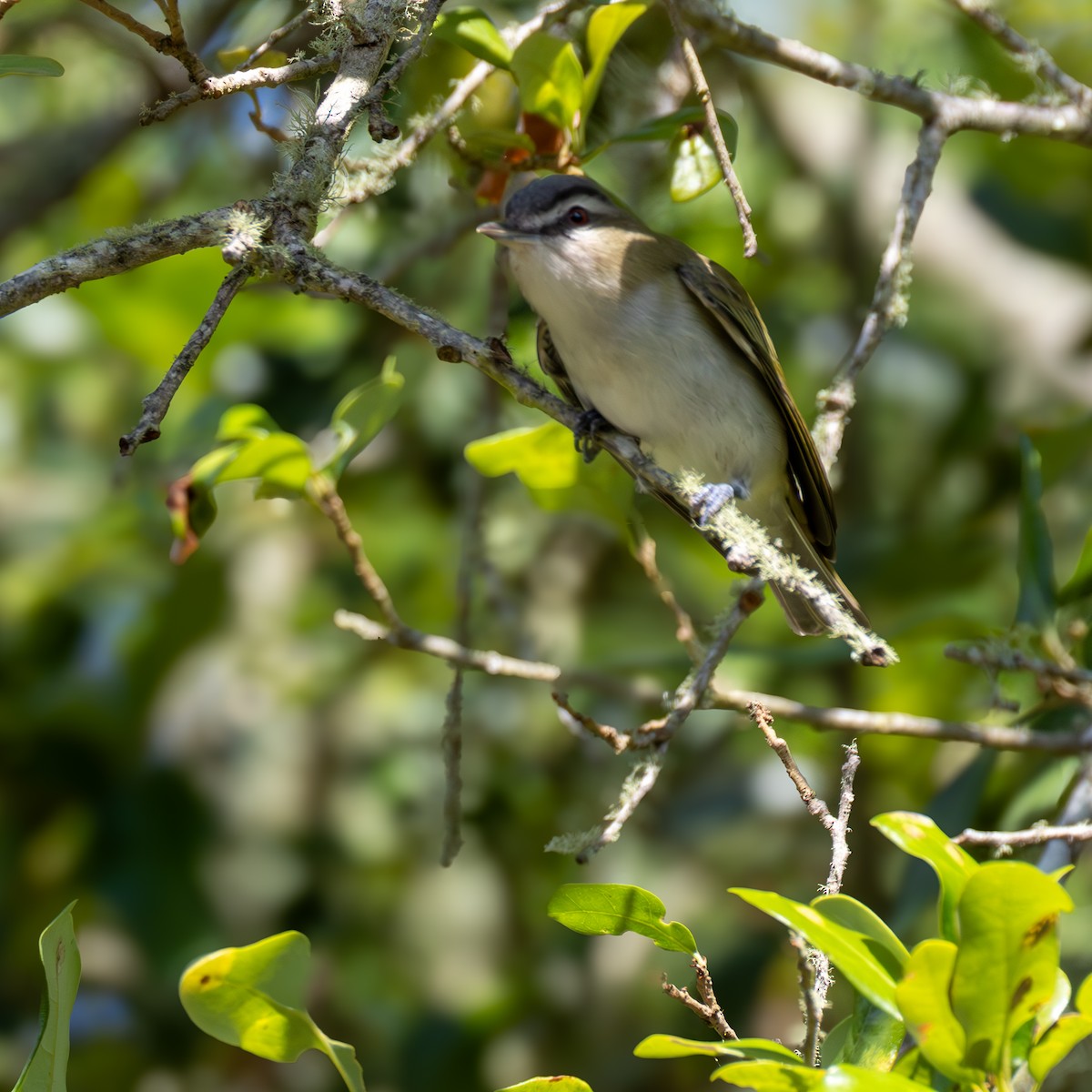 rødøyevireo - ML620357238