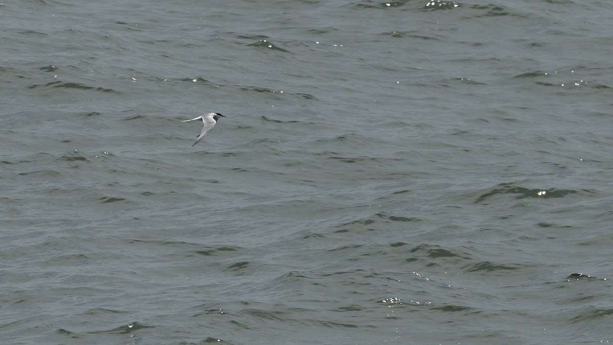 Common Tern - ML620357249