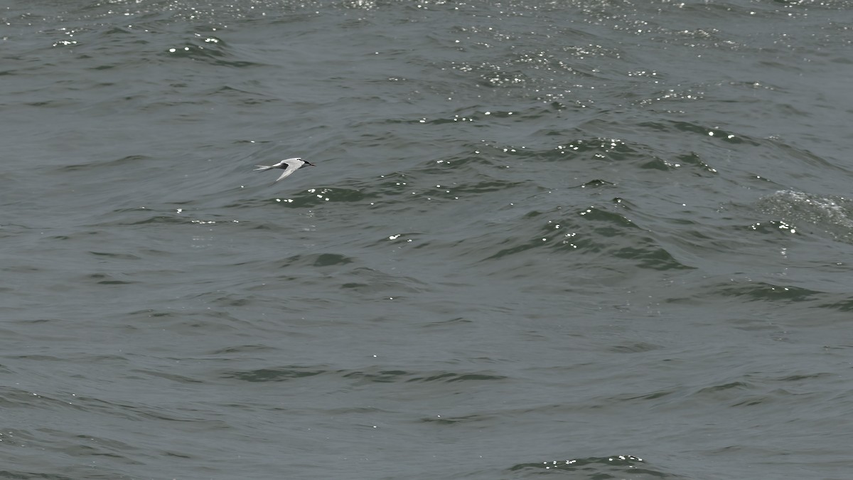 Common Tern - ML620357250