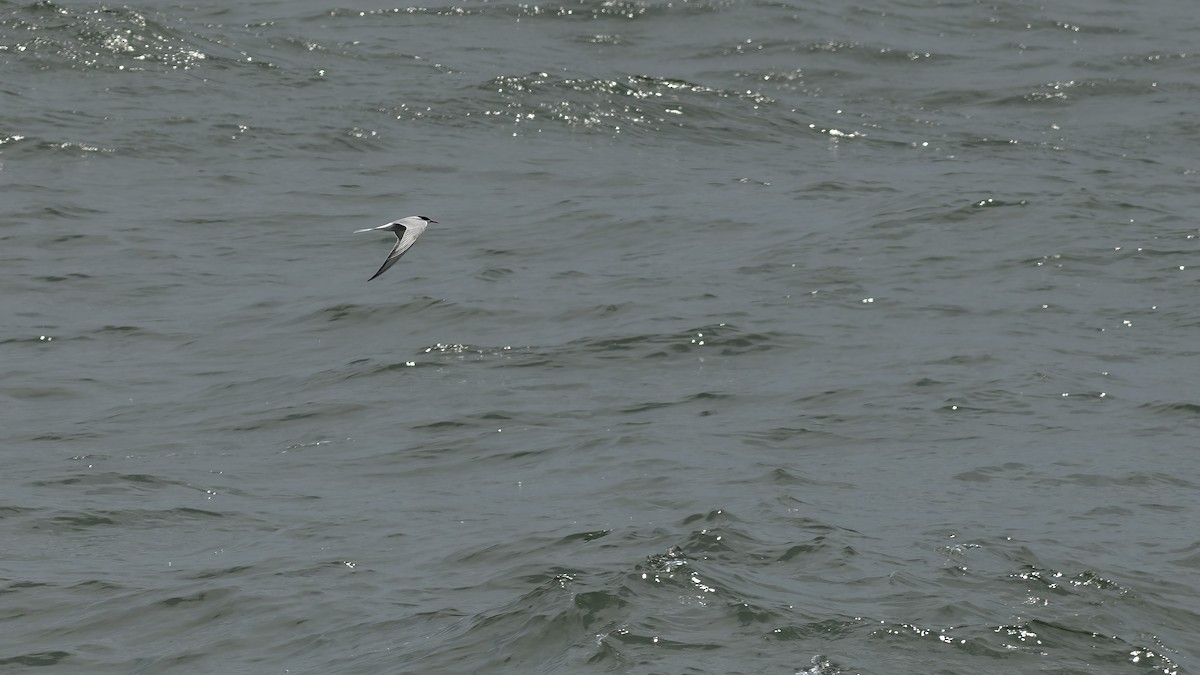 Common Tern - ML620357254