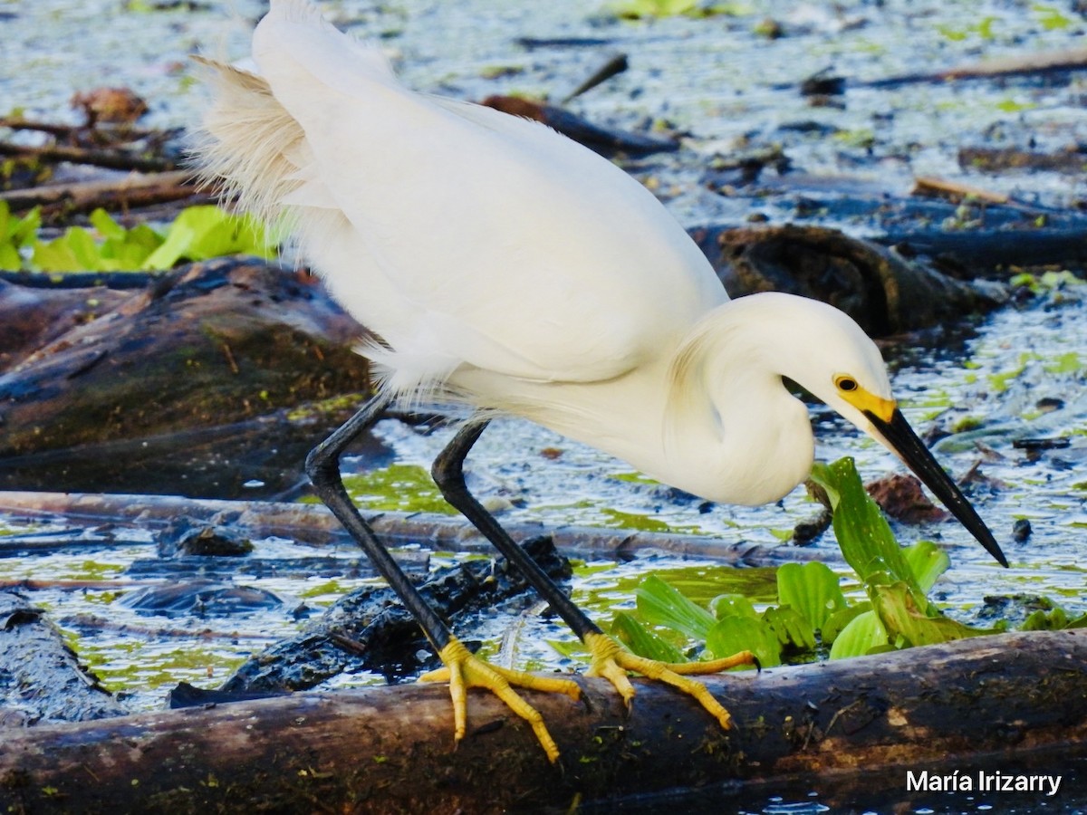 Snowy Egret - ML620357262