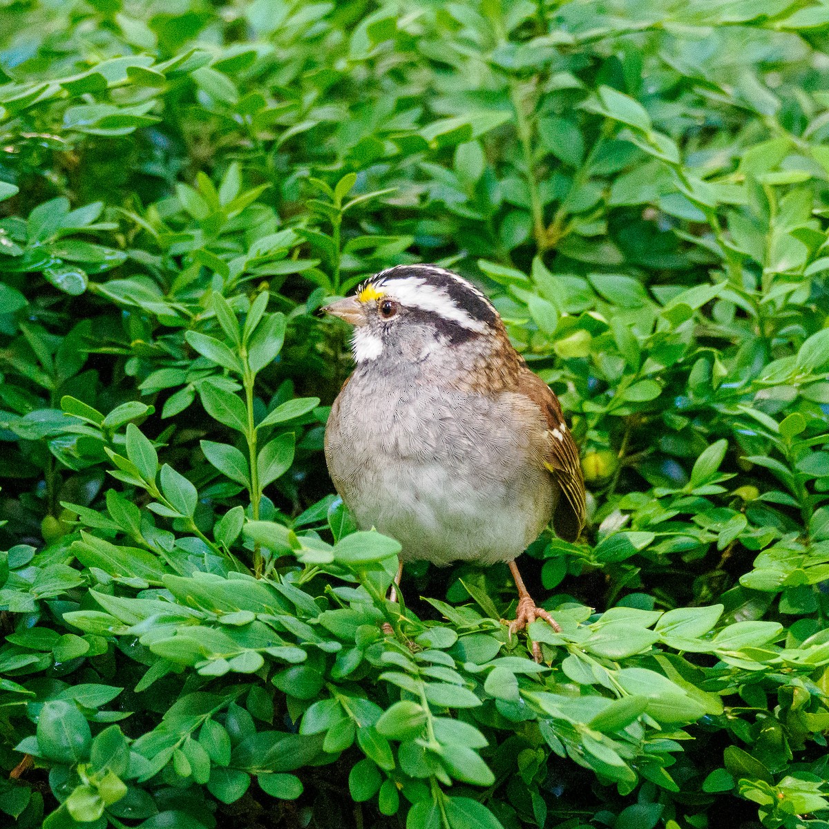 White-throated Sparrow - ML620357264