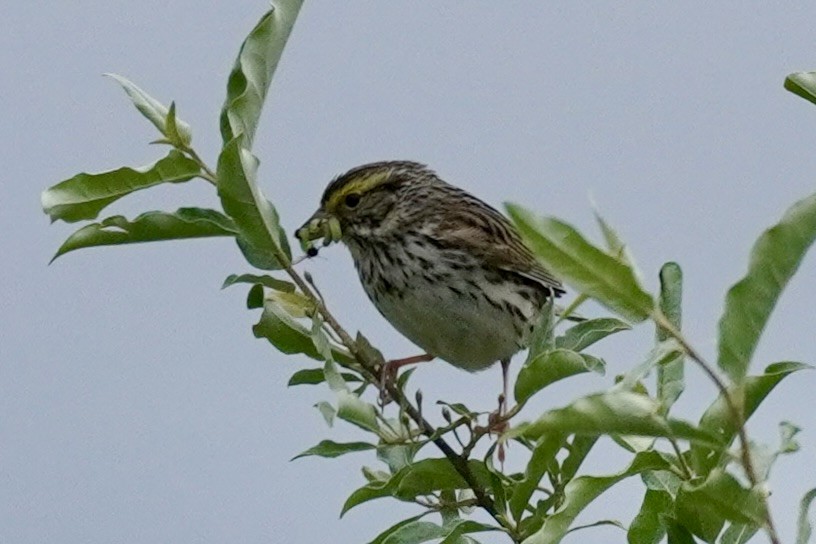 Savannah Sparrow - Terry Bohling