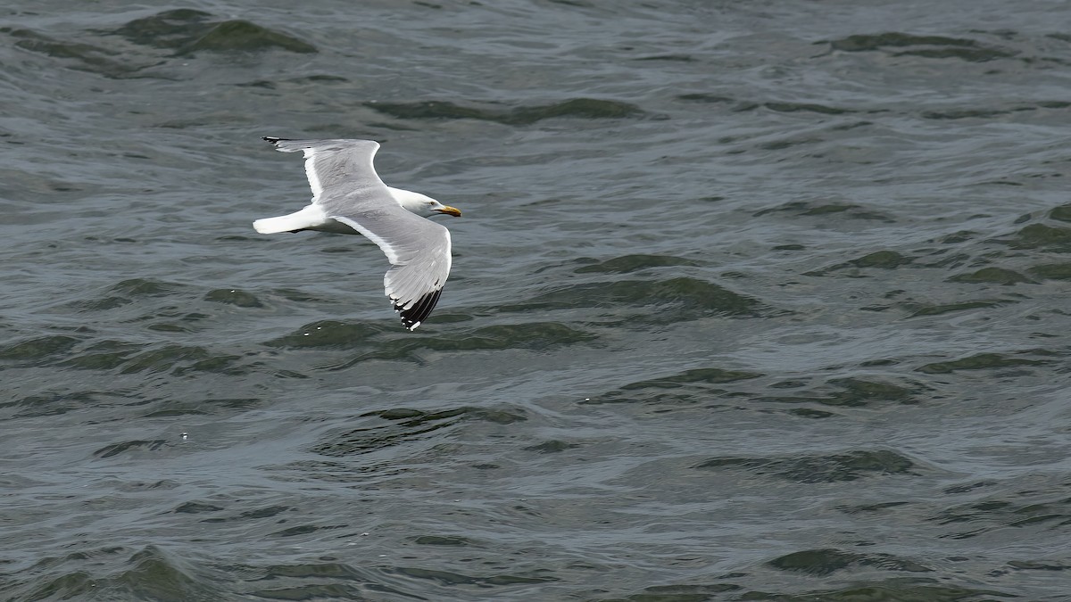 Gaviota Argéntea - ML620357286