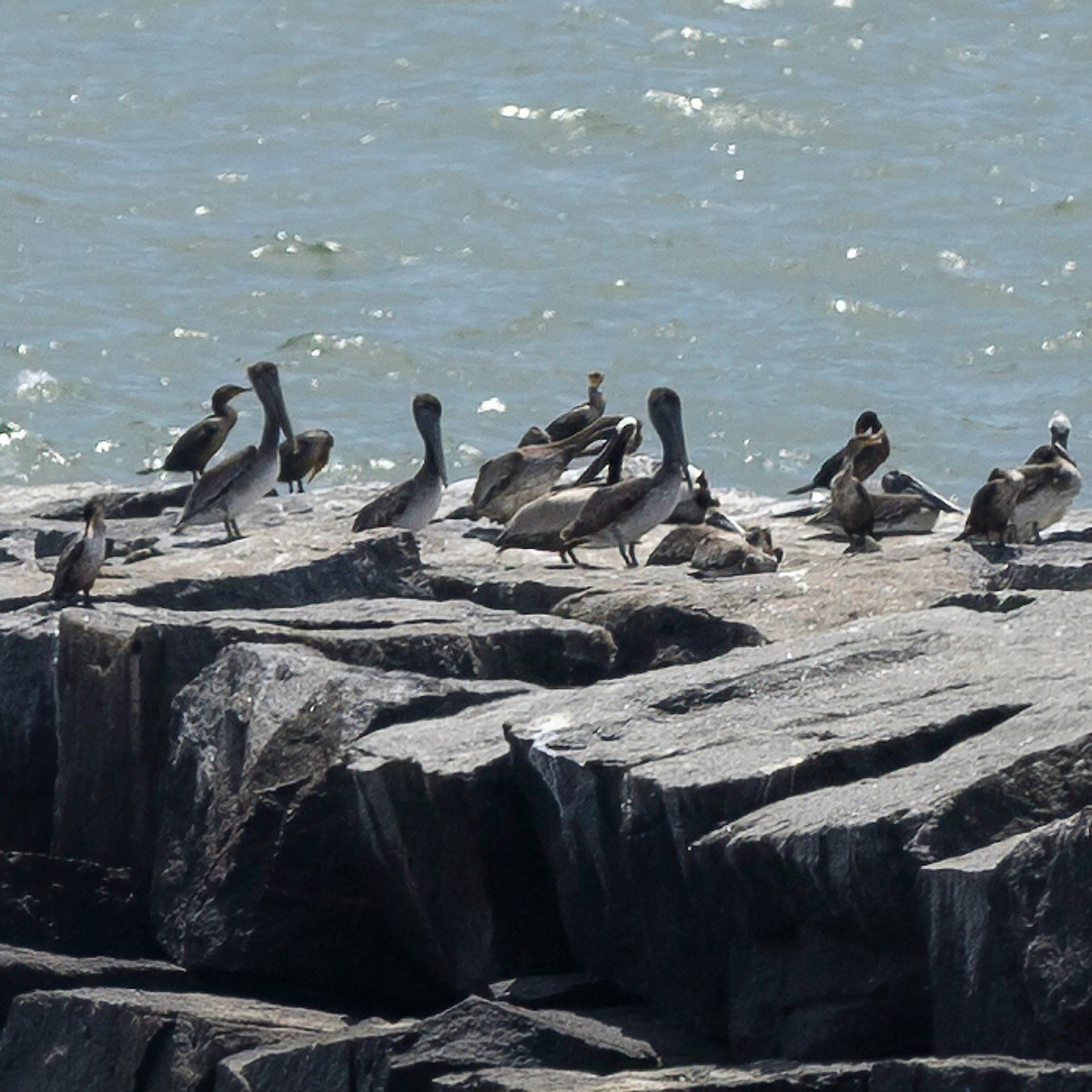 Brown Pelican - ML620357298