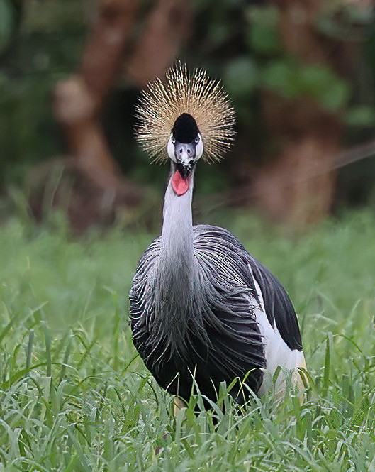 Grulla Coronada Cuelligrís - ML620357301