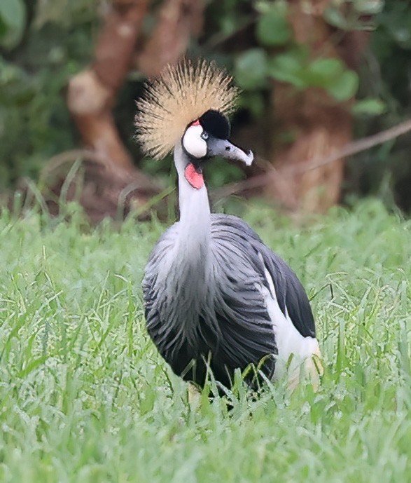 Grulla Coronada Cuelligrís - ML620357303