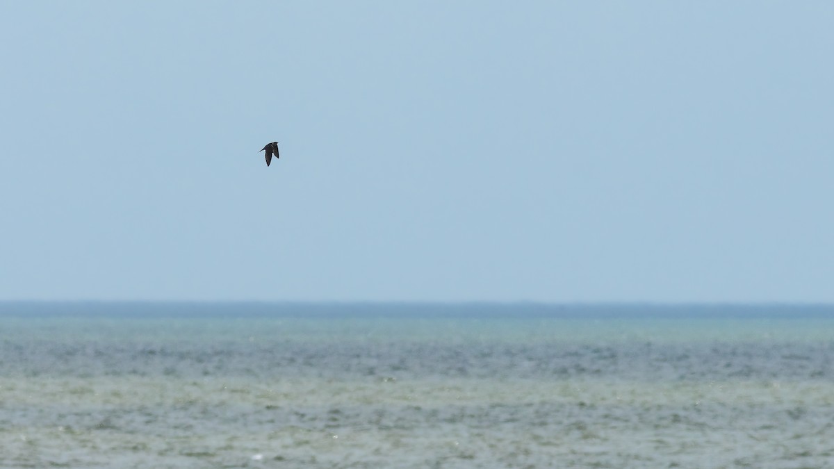 Purple Martin - ML620357308