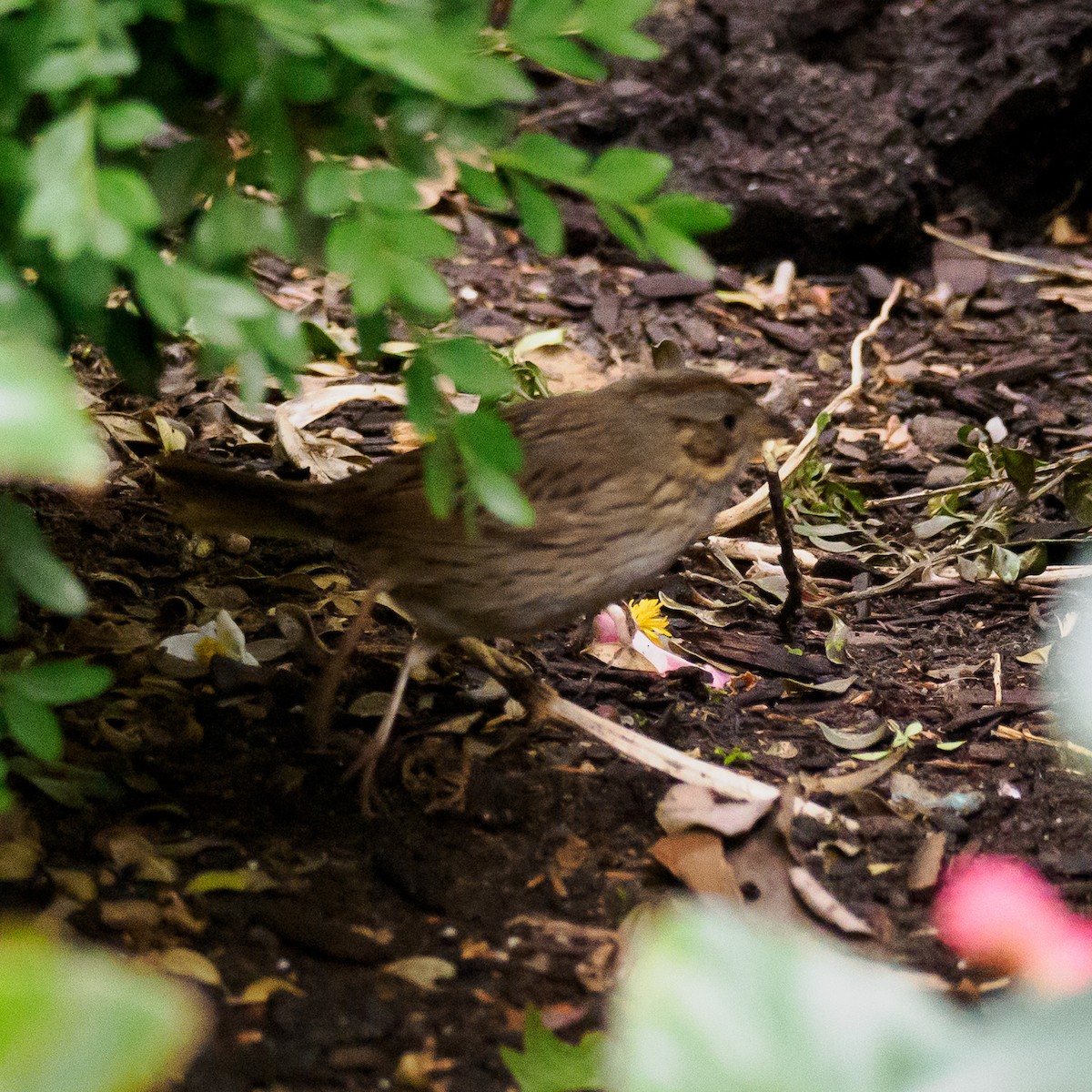 Lincoln's Sparrow - ML620357317