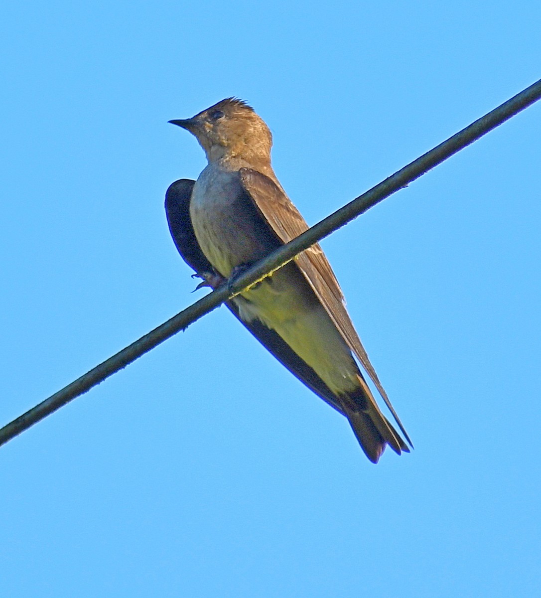 Southern Rough-winged Swallow - ML620357329