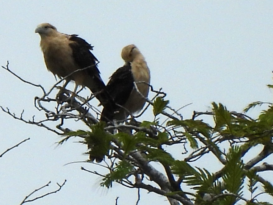 Caracara à tête jaune - ML620357331