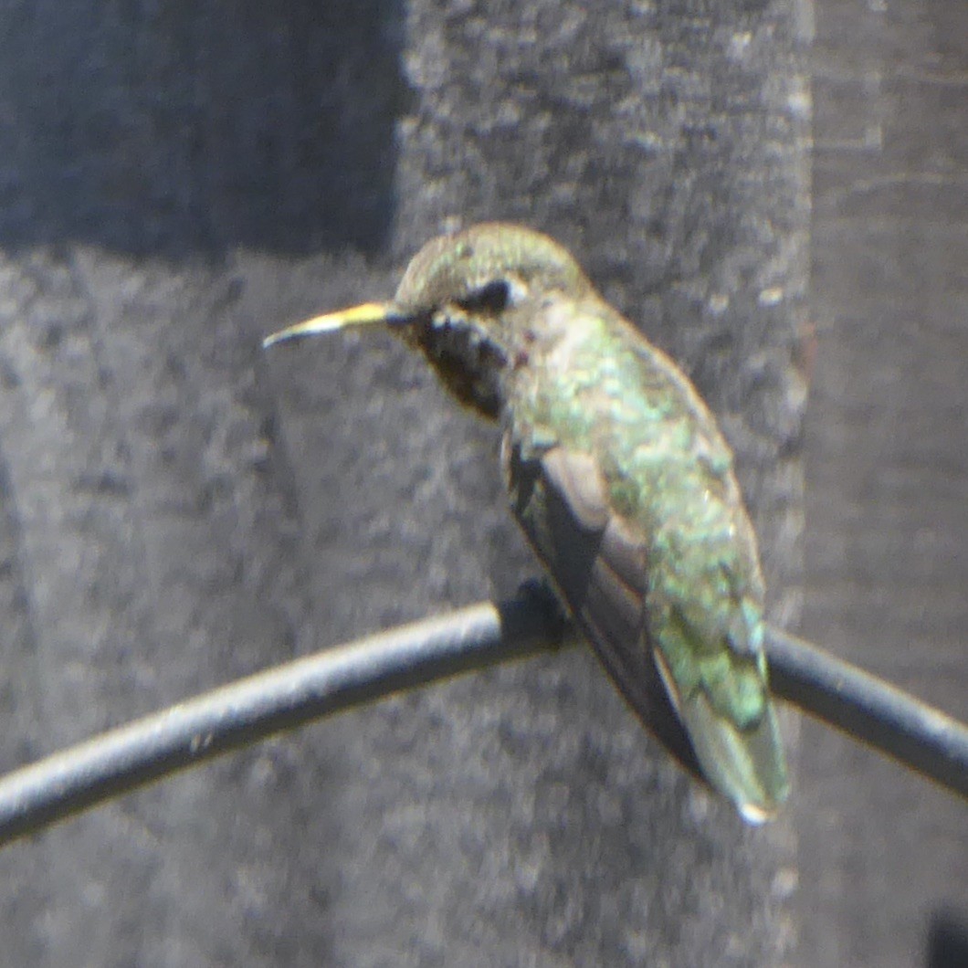 Anna's Hummingbird - ML620357334