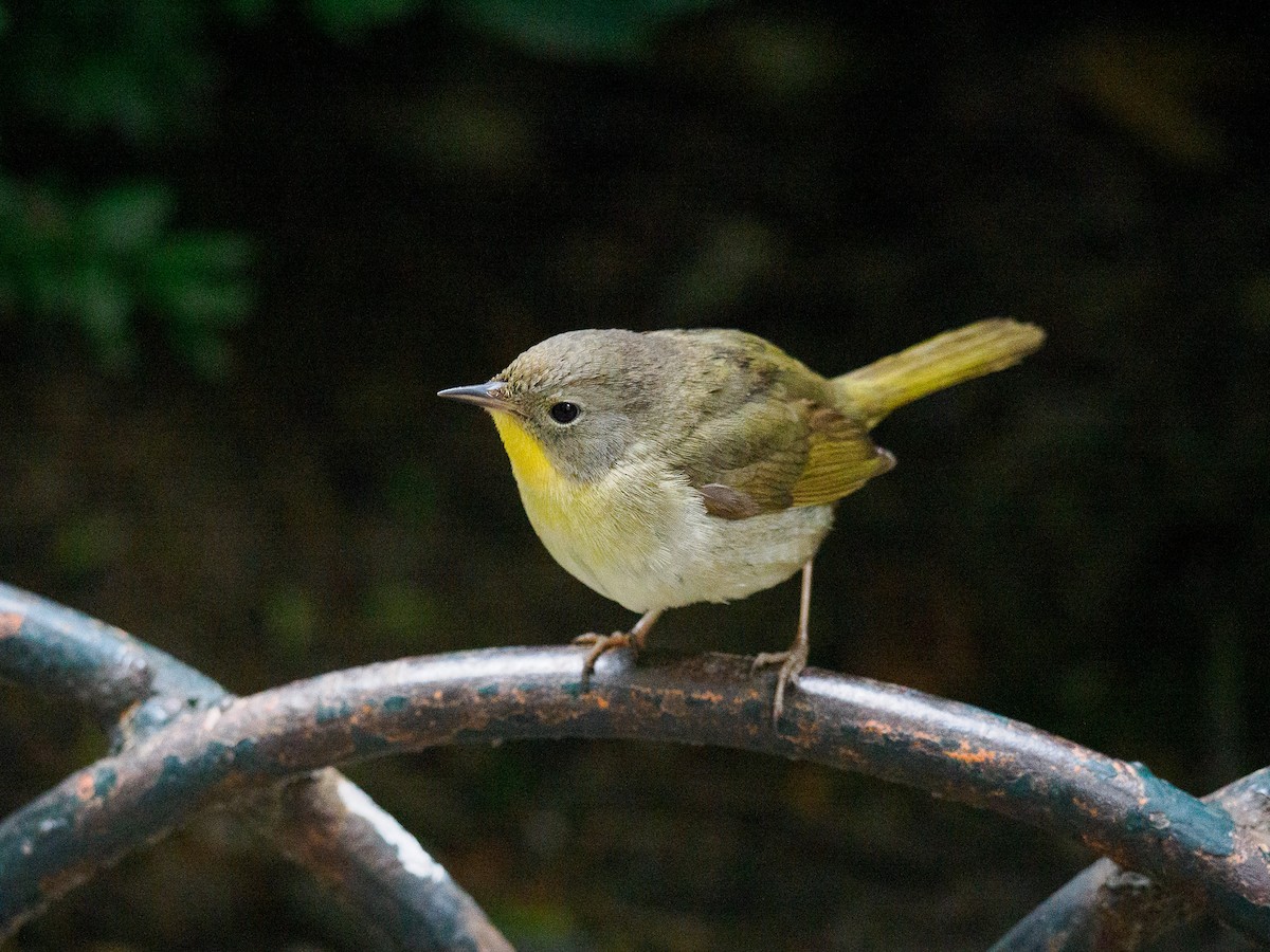 Common Yellowthroat - ML620357339