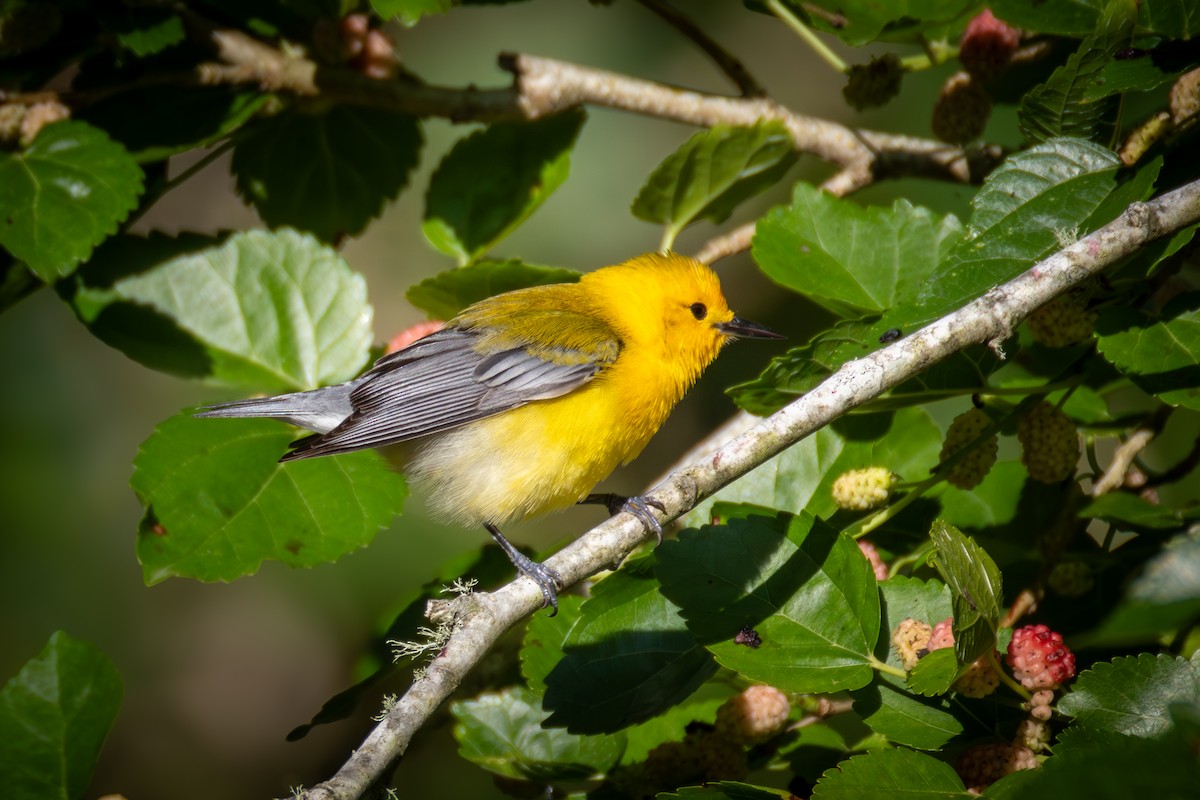 Prothonotary Warbler - ML620357340
