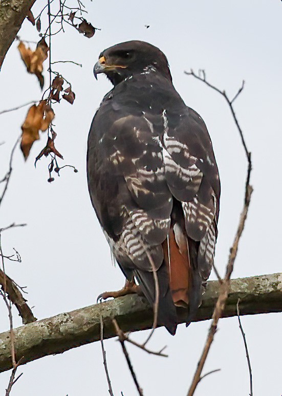 Augur Buzzard - Tom Driscoll