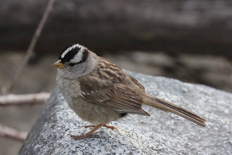 White-crowned Sparrow (pugetensis) - ML620357355