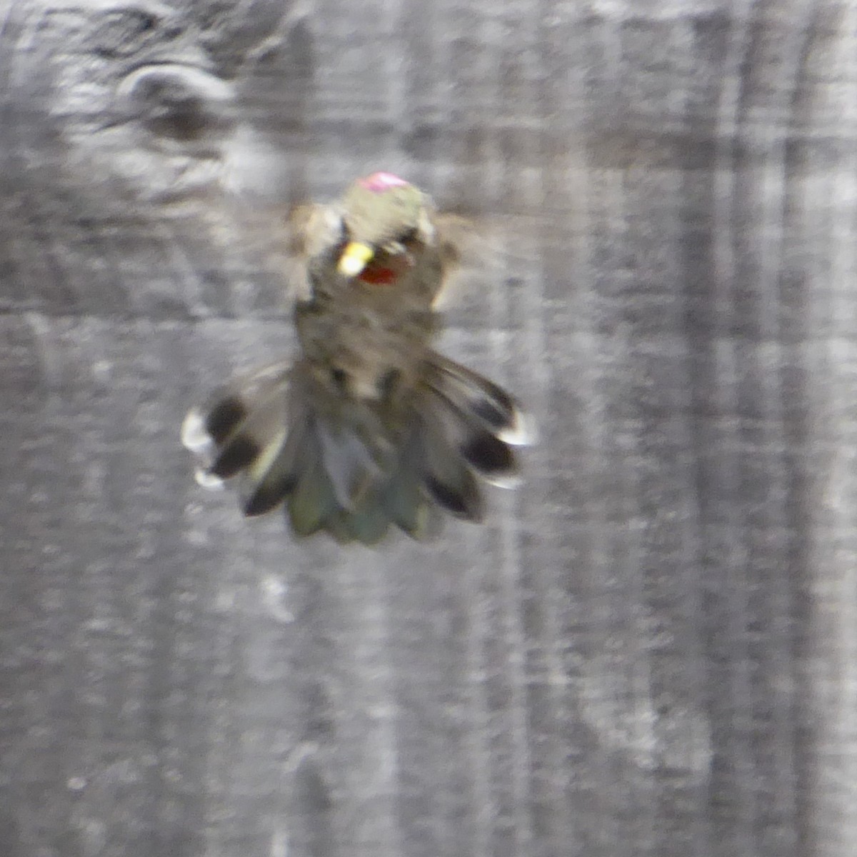 Anna's Hummingbird - ML620357356