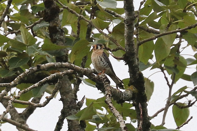 American Kestrel - ML620357371