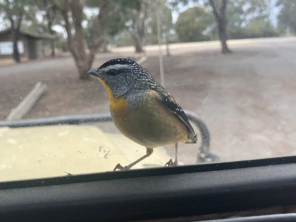 Spotted Pardalote - ML620357373