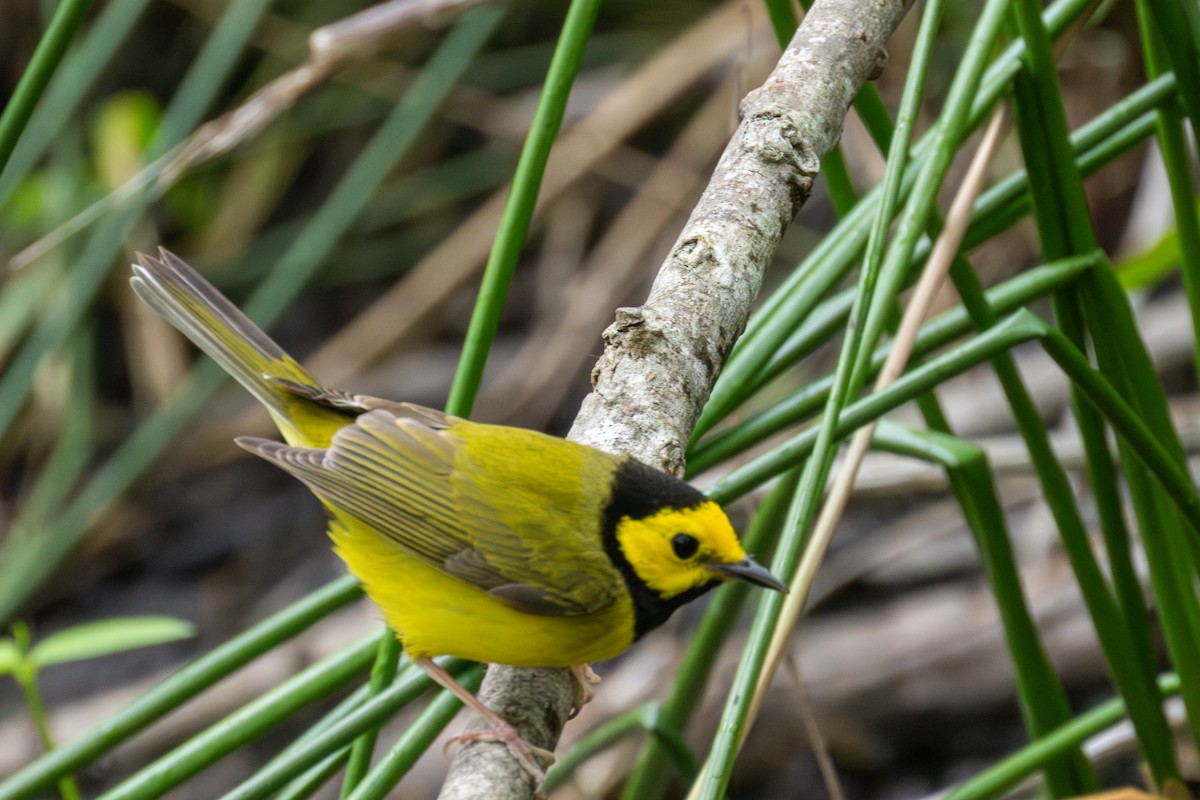 Hooded Warbler - ML620357383