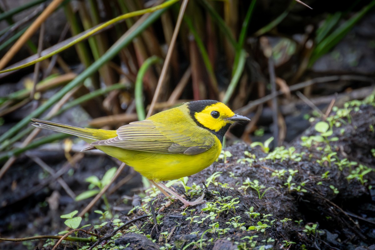 Hooded Warbler - Daniel Griffith