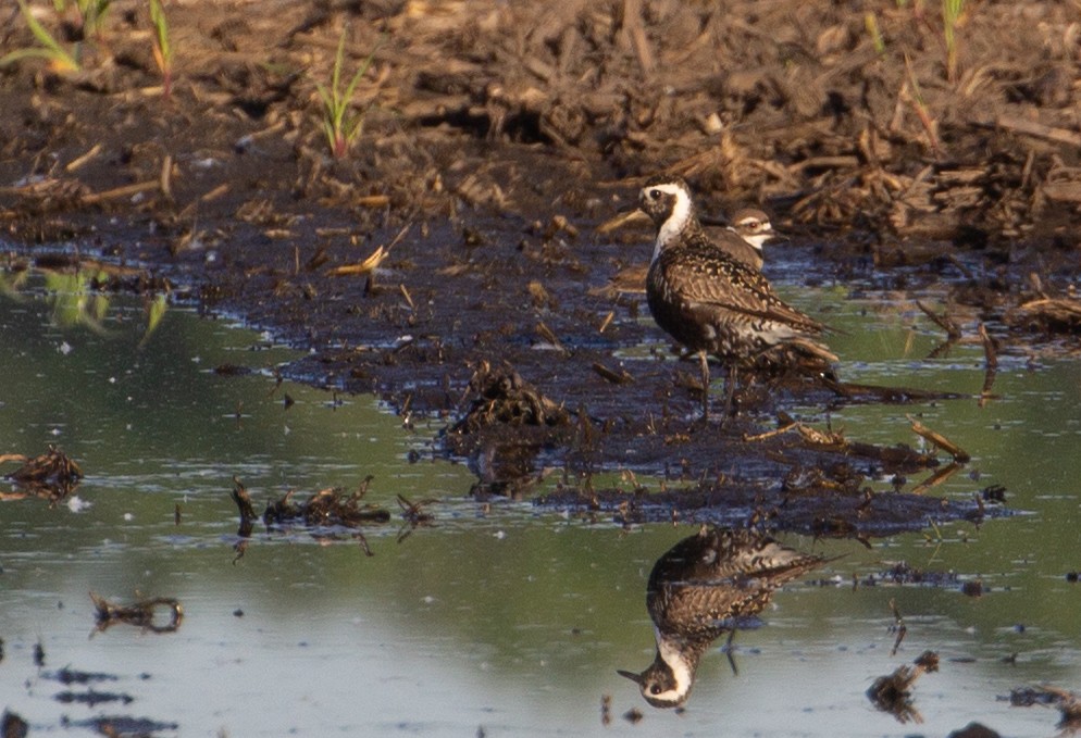 American Golden-Plover - Rowan Gibson