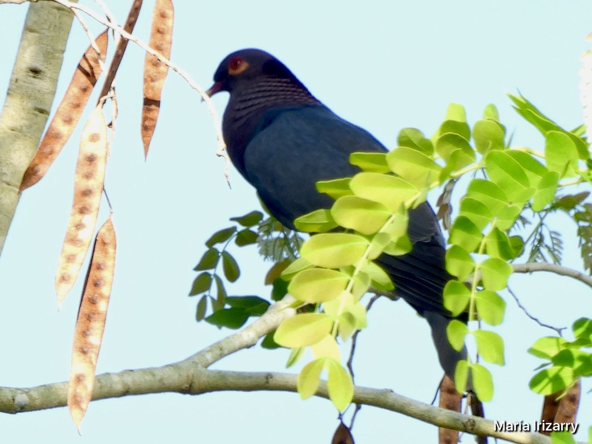 Scaly-naped Pigeon - ML620357401
