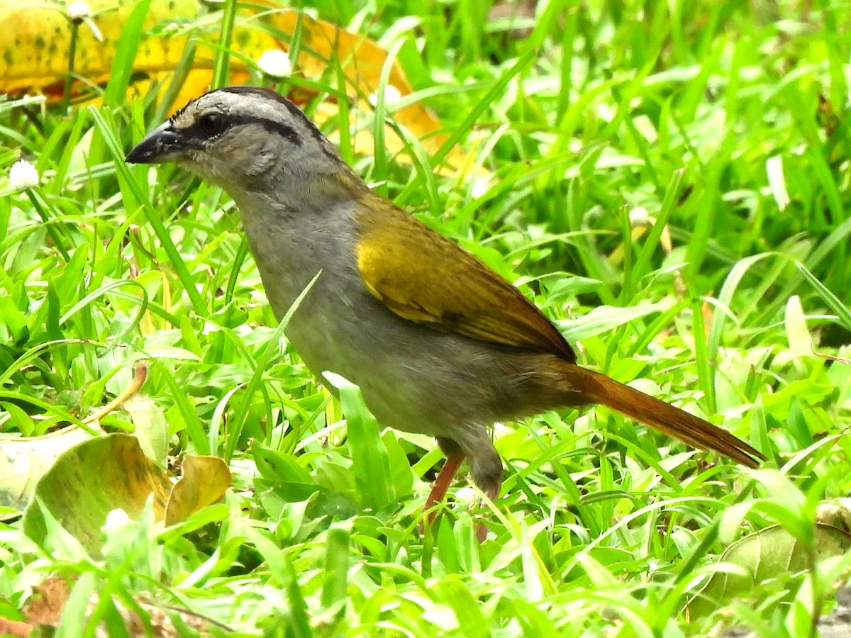 Black-striped Sparrow - Kiandra Mitchell