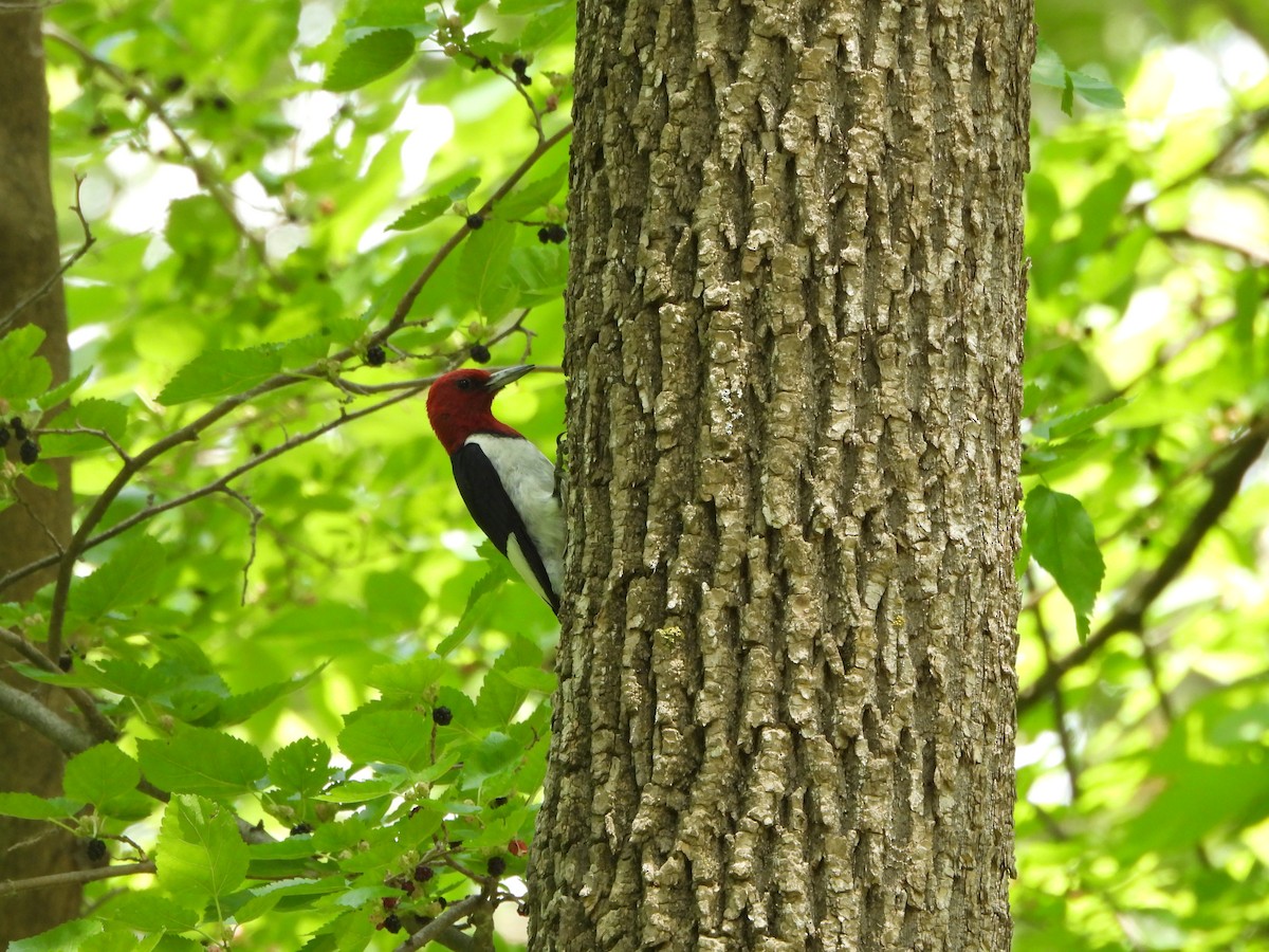 Red-headed Woodpecker - ML620357403