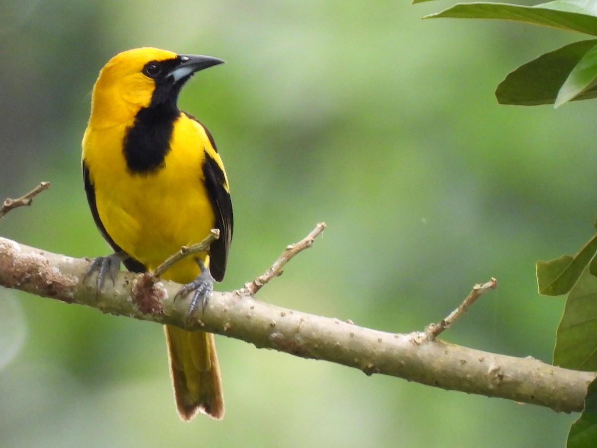 Yellow-tailed Oriole - ML620357406