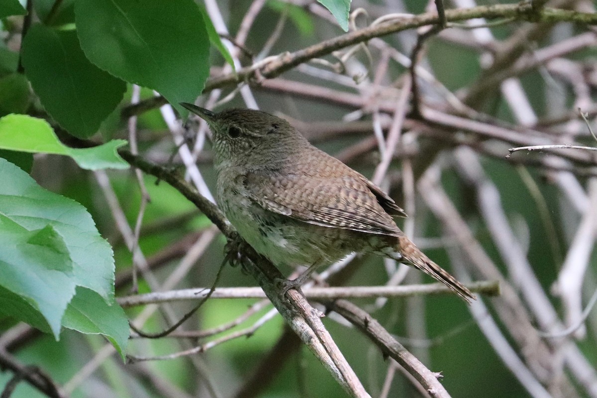 Chochín Criollo - ML620357407