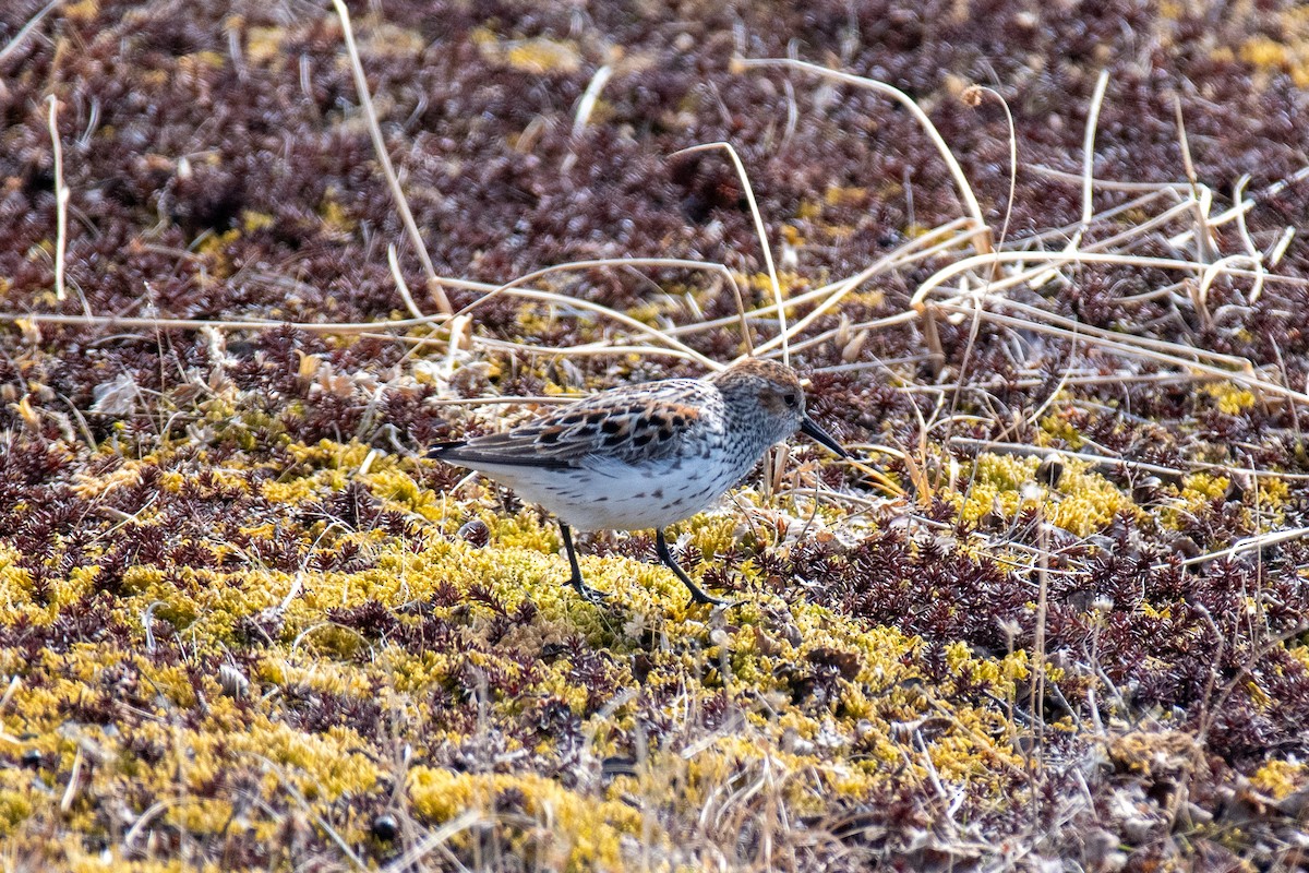 Western Sandpiper - ML620357408