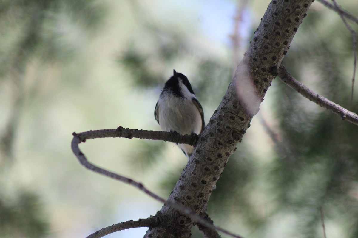 Black-capped Chickadee - ML620357416