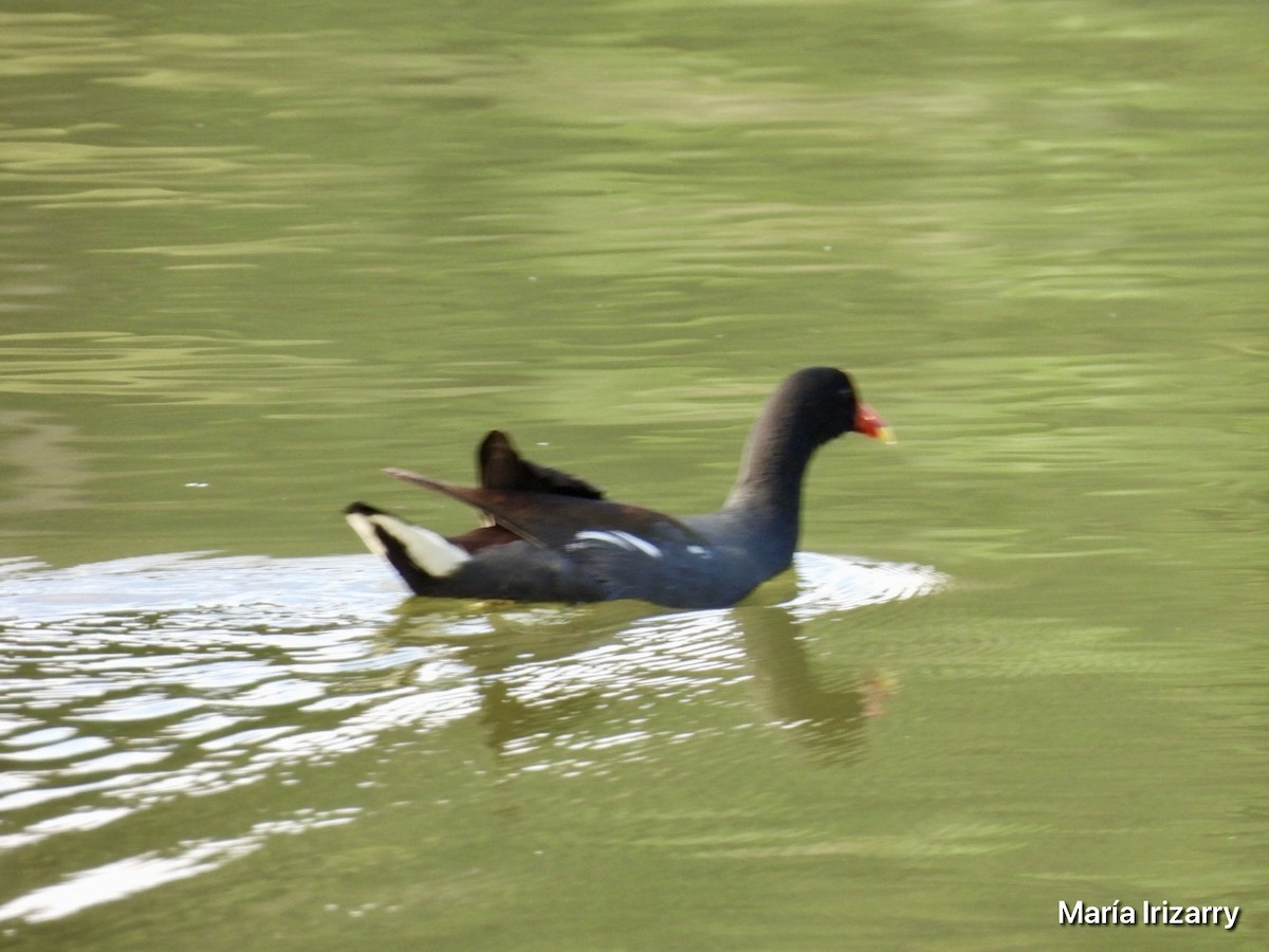 Common Gallinule - ML620357419