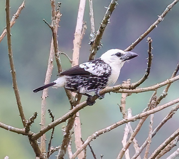 White-headed Barbet - ML620357424