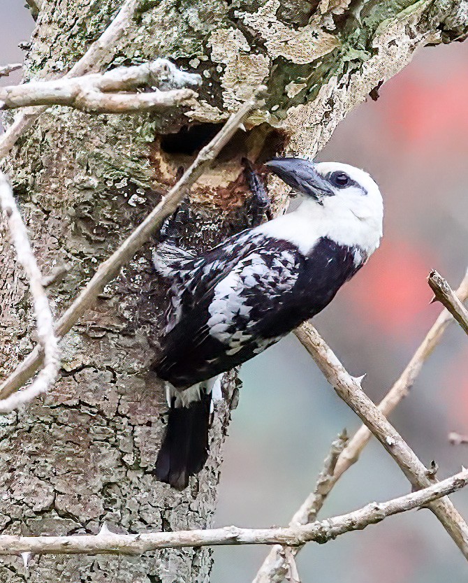 White-headed Barbet - ML620357426