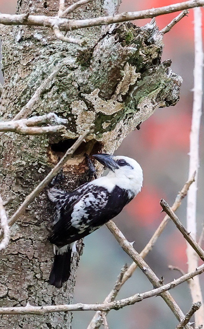 White-headed Barbet - Tom Driscoll