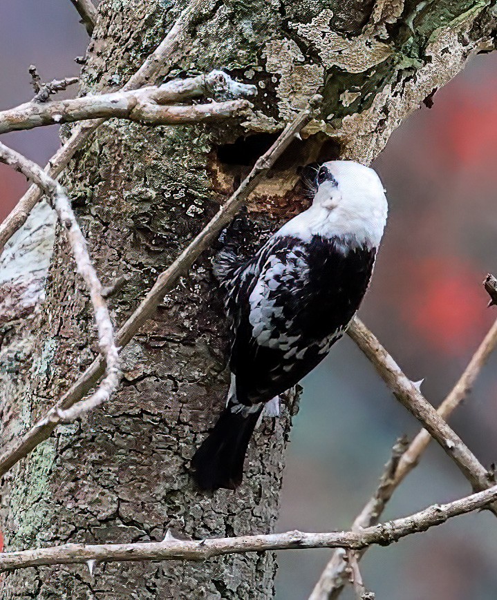 White-headed Barbet - ML620357428