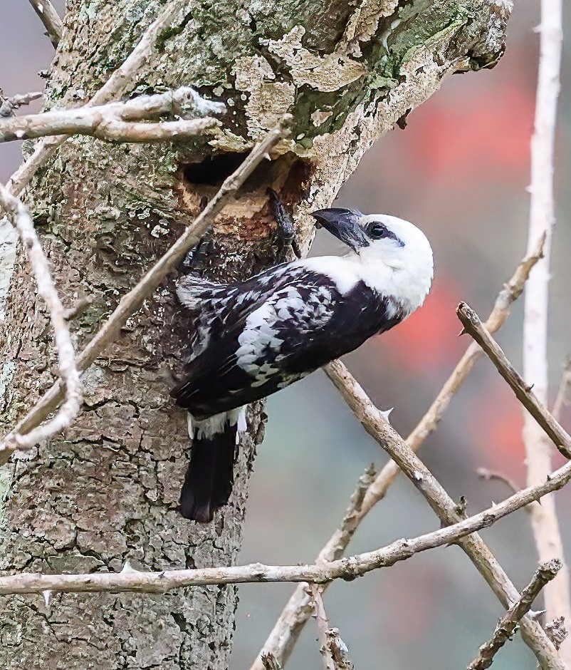 White-headed Barbet - ML620357429