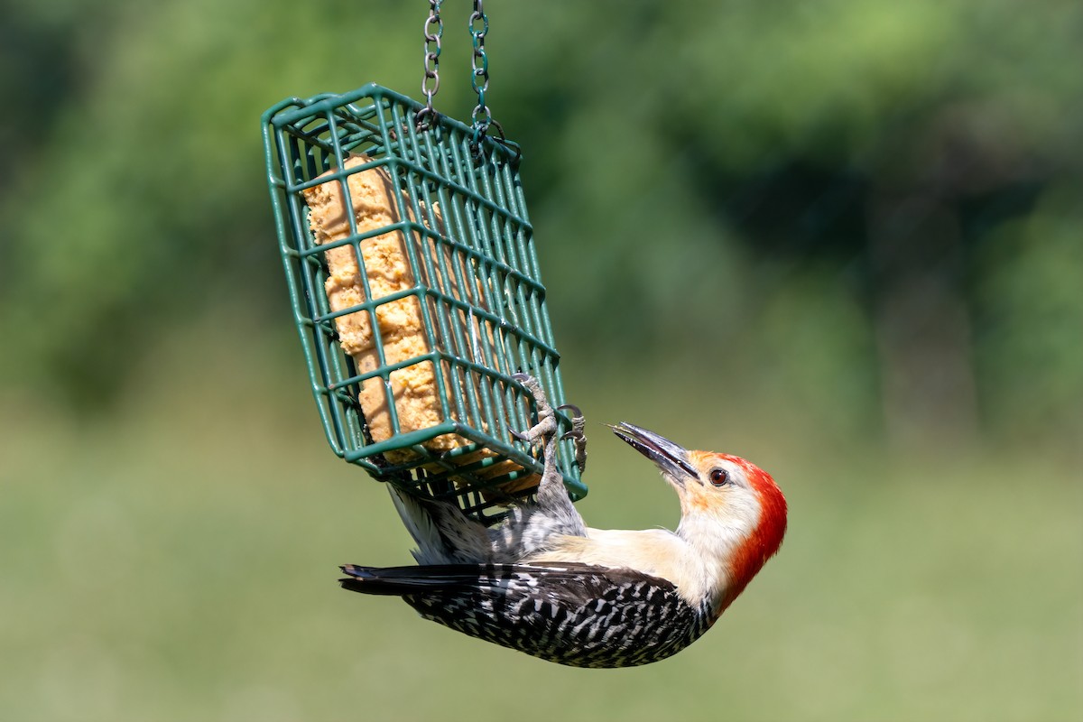 Red-bellied Woodpecker - ML620357436