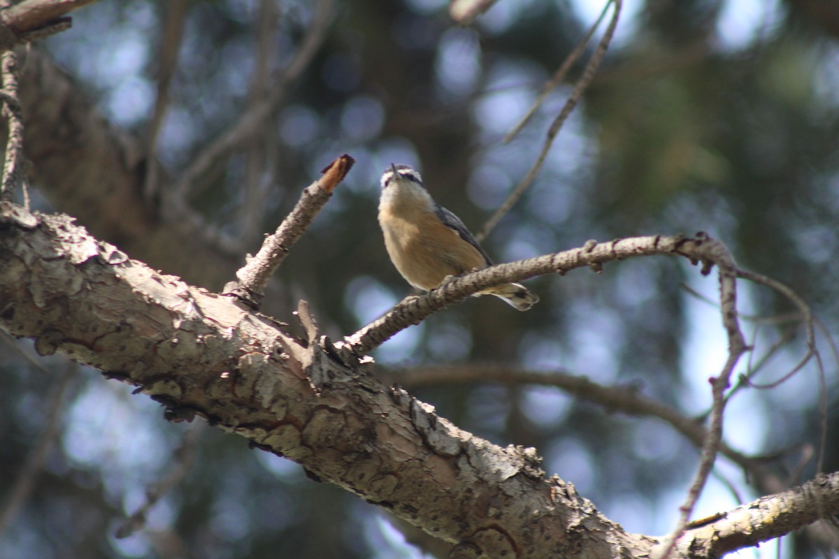 Red-breasted Nuthatch - ML620357440