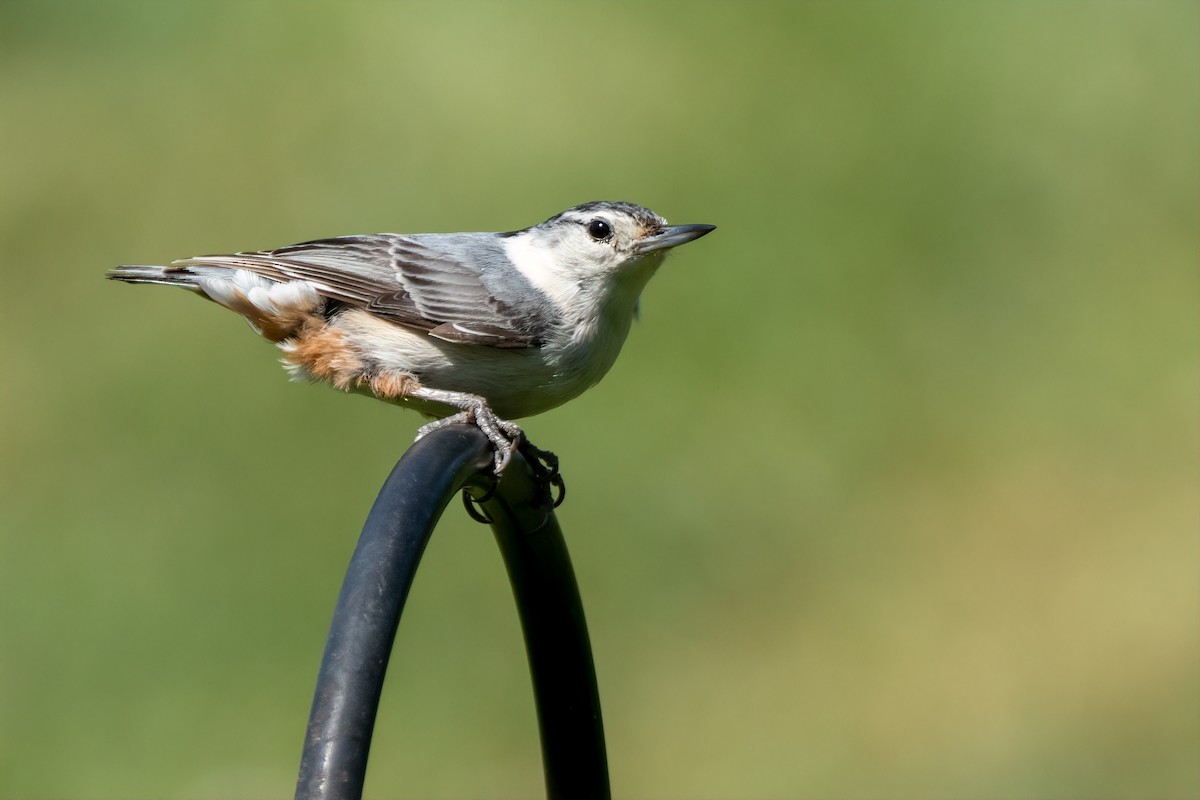 White-breasted Nuthatch - ML620357447