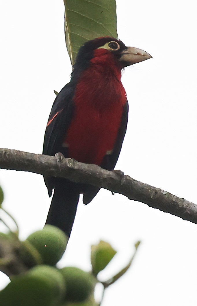 Double-toothed Barbet - ML620357448