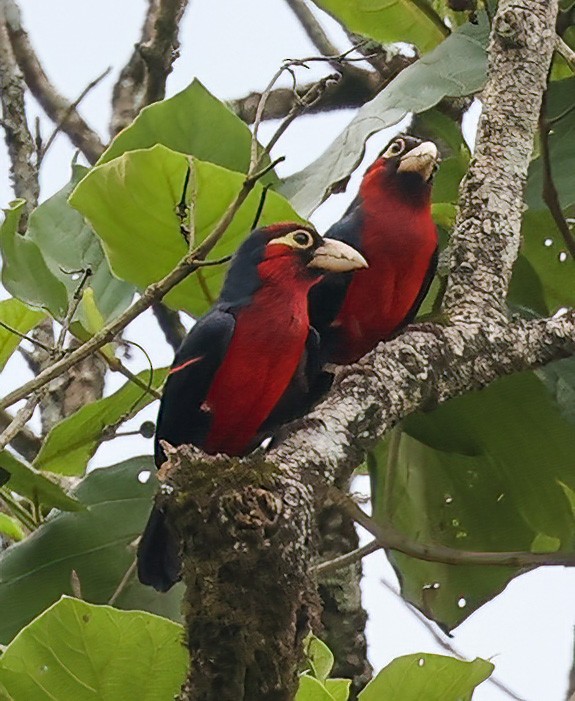Double-toothed Barbet - ML620357449
