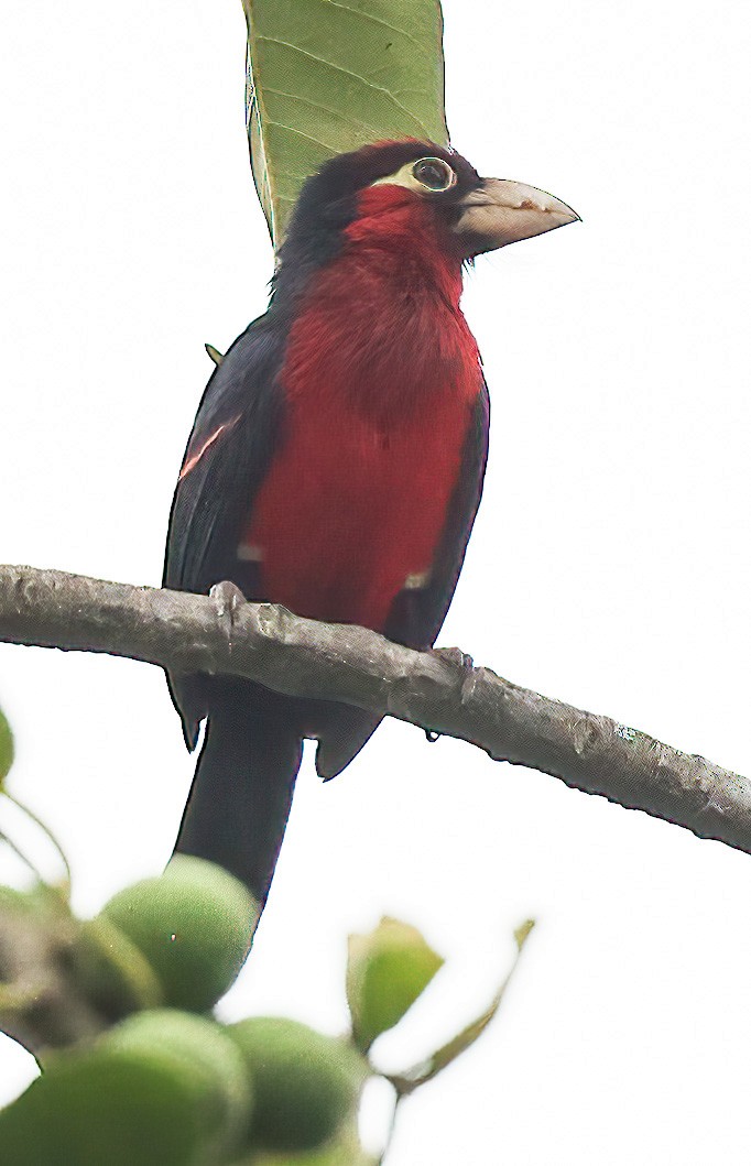 Double-toothed Barbet - ML620357450
