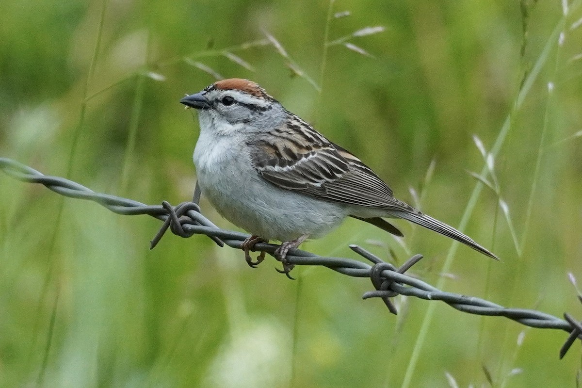 Chipping Sparrow - ML620357459