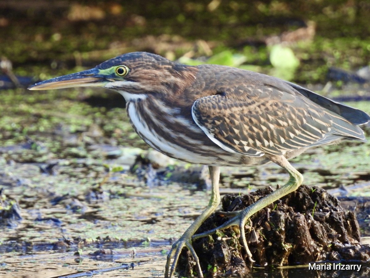 Green Heron - ML620357462