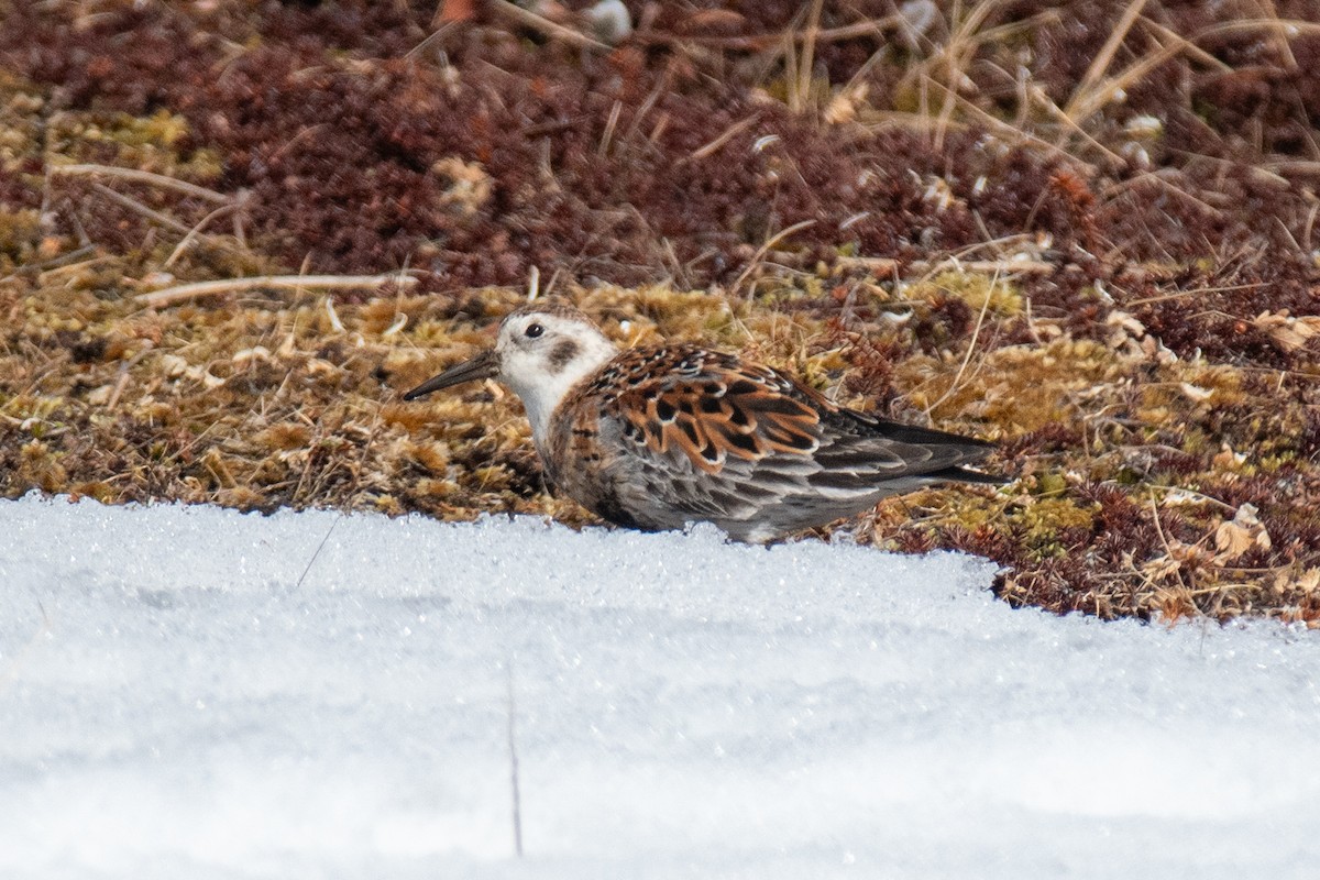 Rock Sandpiper - ML620357465